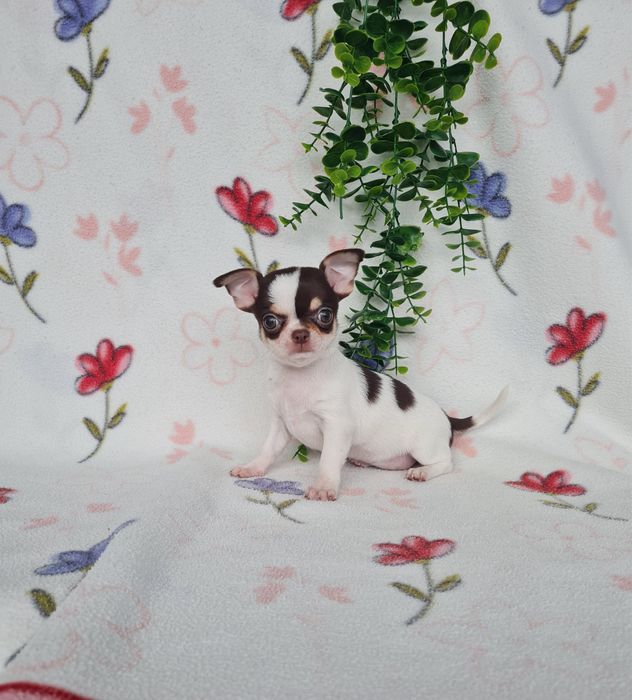 Excecional menina mini mini Chihuahua/Chiuaua de Qualidade