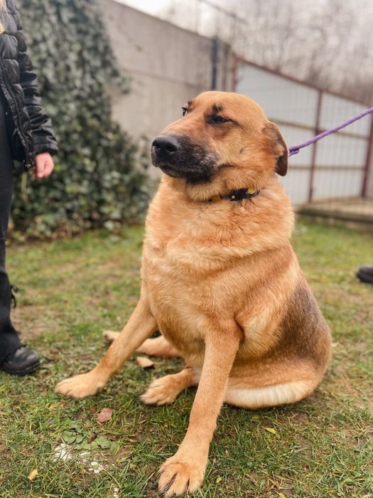 Misiek kochany duży piesek 6 letni takie piękne cudeńko czeka z otwart