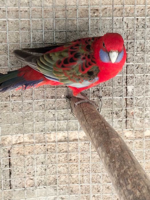 Várias aves de 2026