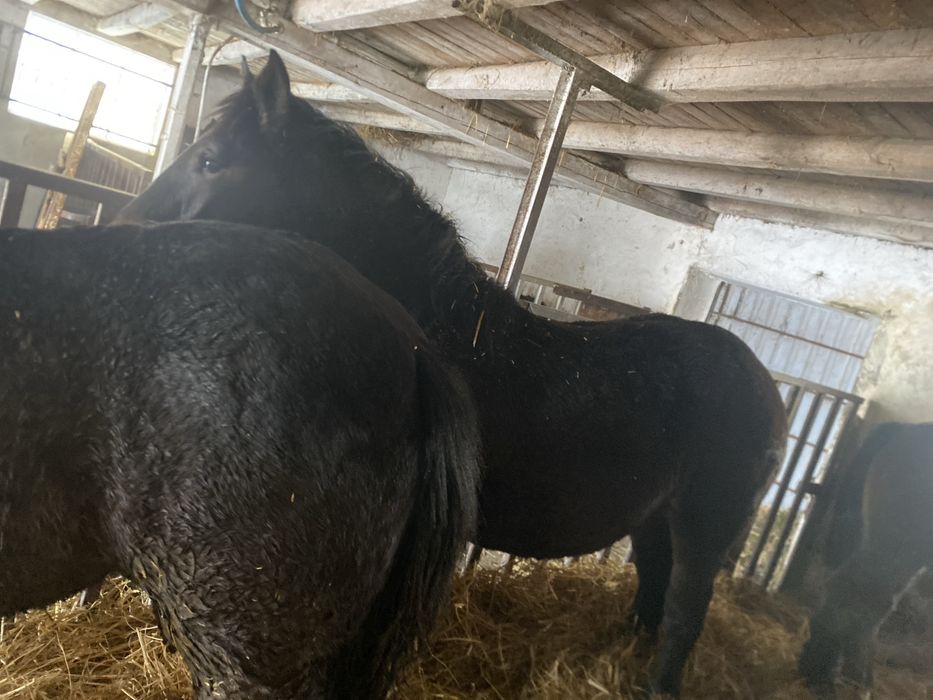 Konie, Klacz, Źrebaki