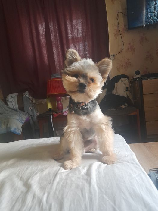 Йоркширський терьер шукає самку