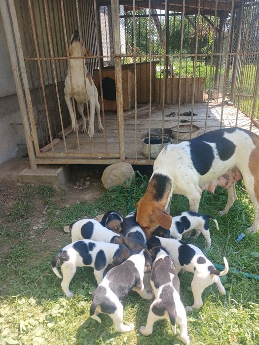 Щенки Руської першої гончі