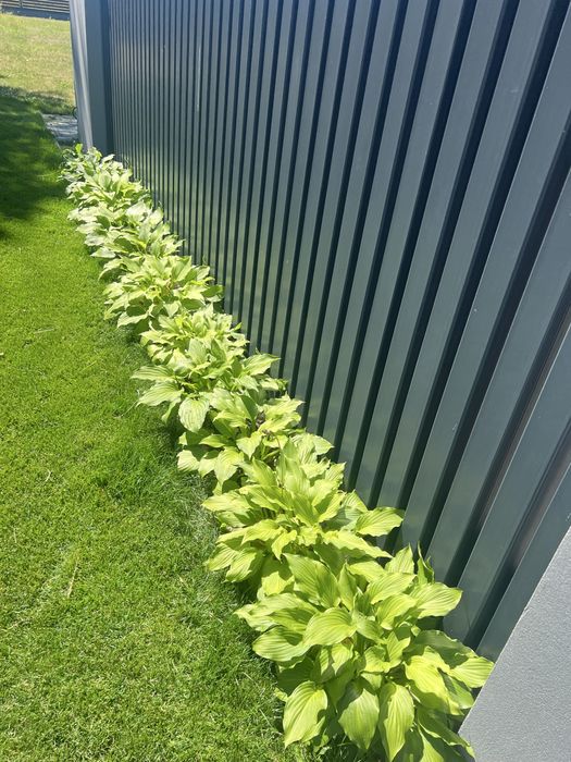 Kilkadziesiat sztuk hosty funkia