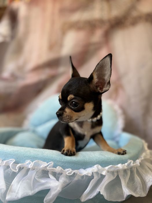 Chihuahua chlopczyk  do odbioru