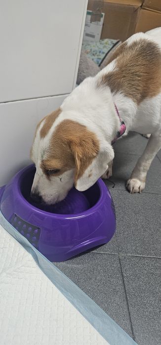 Cadelas Beagle para Adopção