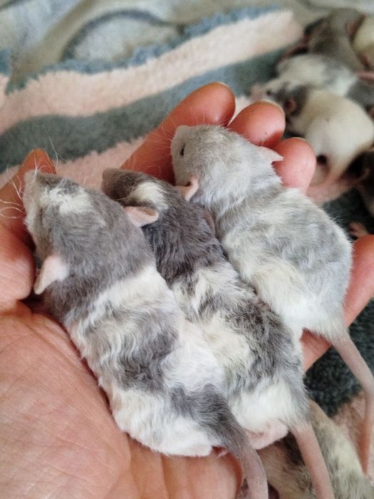 Криси дамбо Рекс