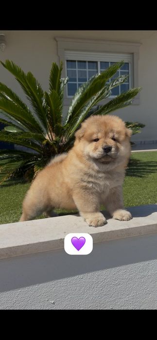 Magnífica chow chow fêmea