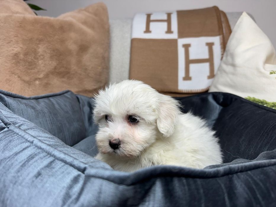 maltanczyk szczeniak