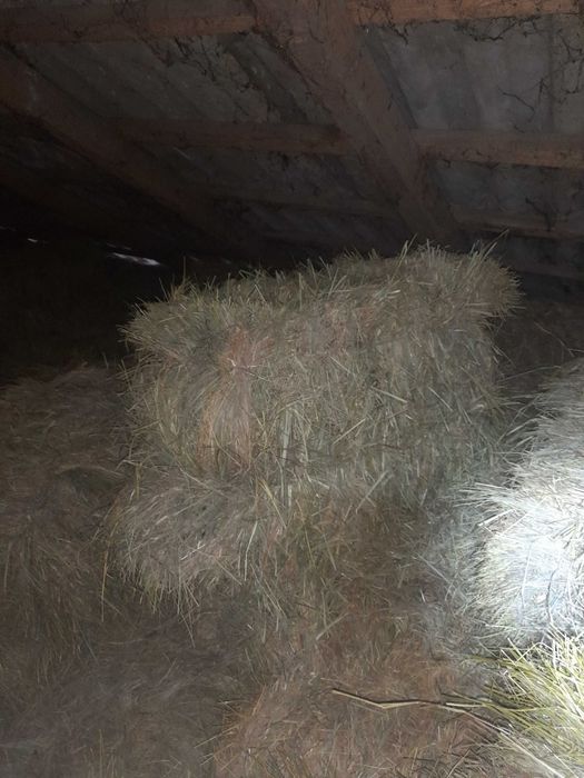 siano słoma mała kostka z tegorocznych zbiorów