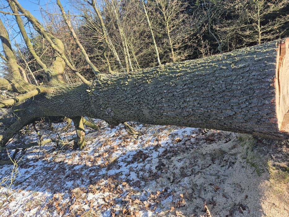 Dąb świeżo ścięty