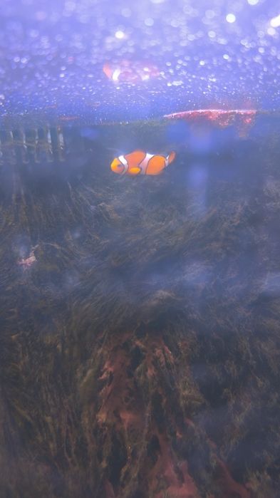 Tenho estes três peixes para despachar