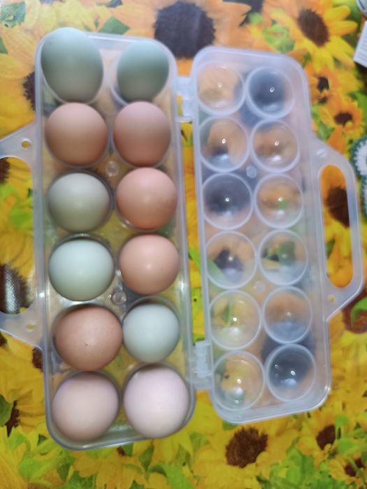 Продам яйця курячі