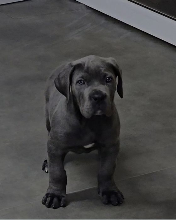 Cane corso macho com Lop