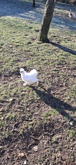 Koguty i kurki silki