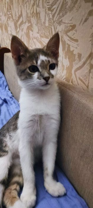 Кошеня Батон 3 міс