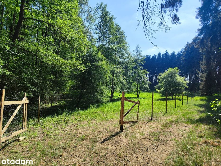 Słoneczna enklawa nad Jeziorem Lgińskim Małym – 1000m2, jezioro, las