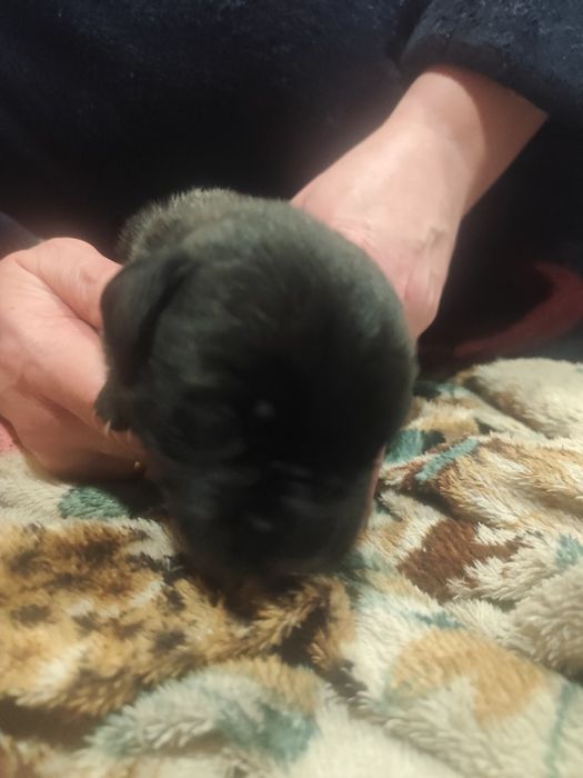 Цуценя Кане Корсо дівчінка,і хлопчики