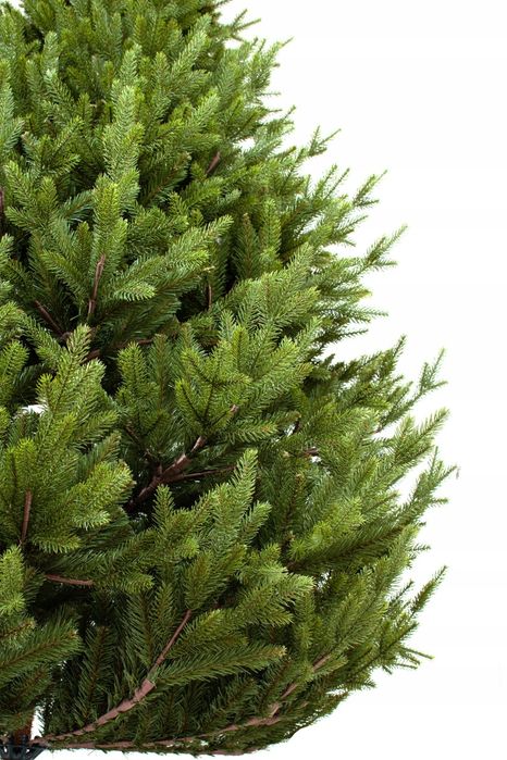 Świeże Choinki z Dostawą do Domu! Cięte i w Donicach jodła kauchaska