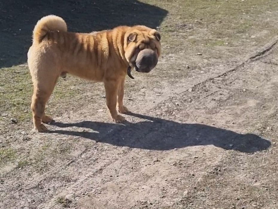 В'язка(злучка)Шарпея