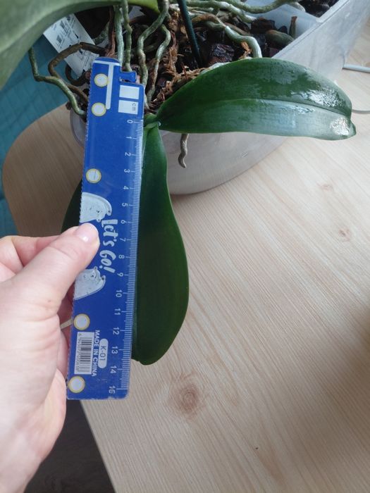 Орхідея  салатова