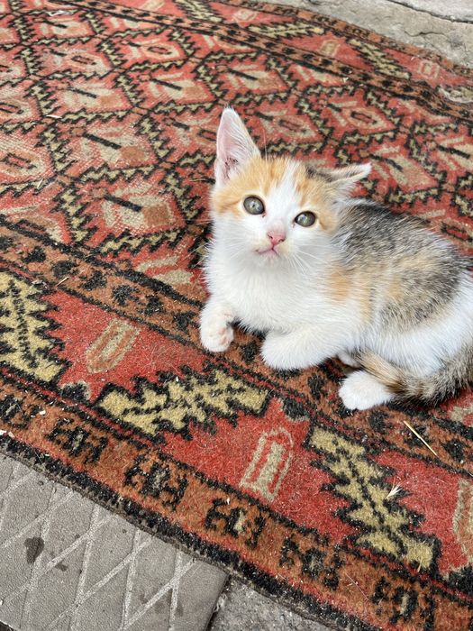 Кошенята в добрі руки