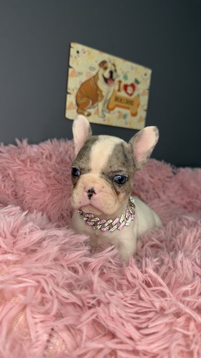 Menina buldog frances blue merle pied