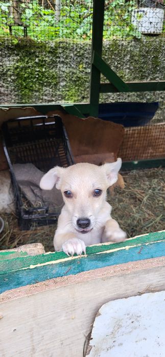 Подарую цуценя 5 місяців, дівчинка