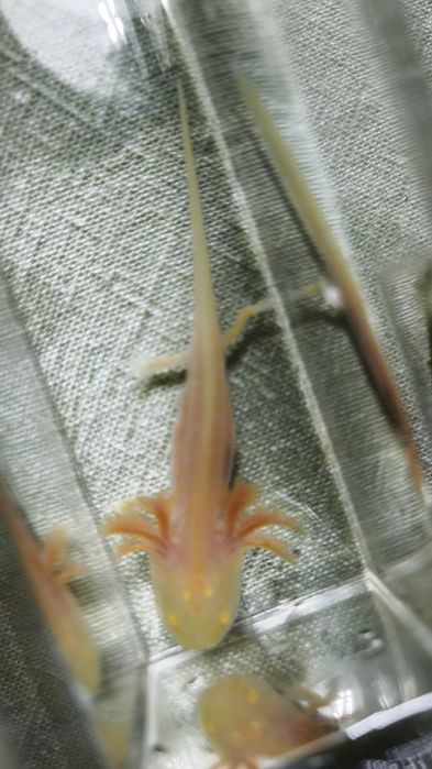 Promoção Axelotes Gold Albinos e Albino.