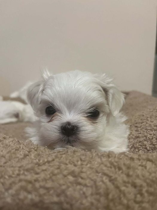 Maltańczyk miniaturka  sunia