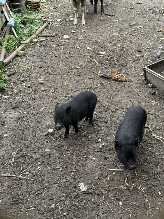 Porcos Vietnamitas criados ao ar livre