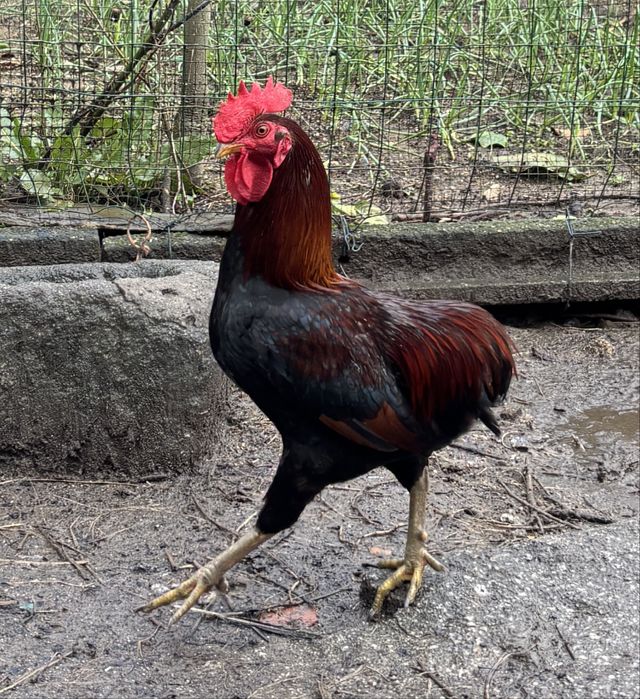 Granizo muito lindo, cruzado com Araucana.