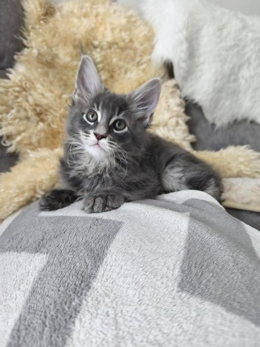 Axel Maine coon niebieski