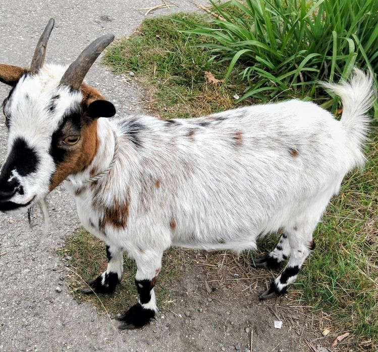 Vendo cabras anãs
