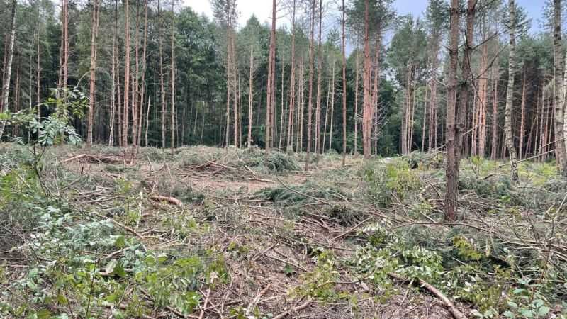 Drewno, gałęzie oddam