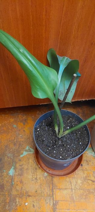 Сингониум пикси и рэд,бильбергия,шлюмбергера  ,эухариус,хлорофитум