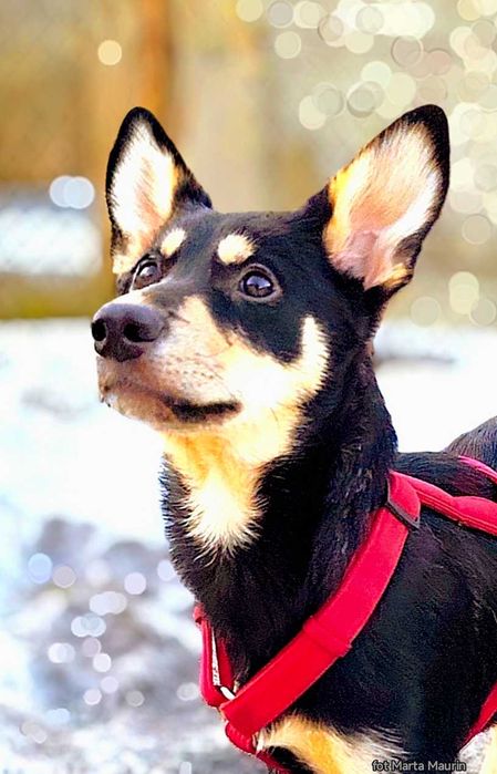 FIBI szczeniak kochajacy wszystkich ludzi