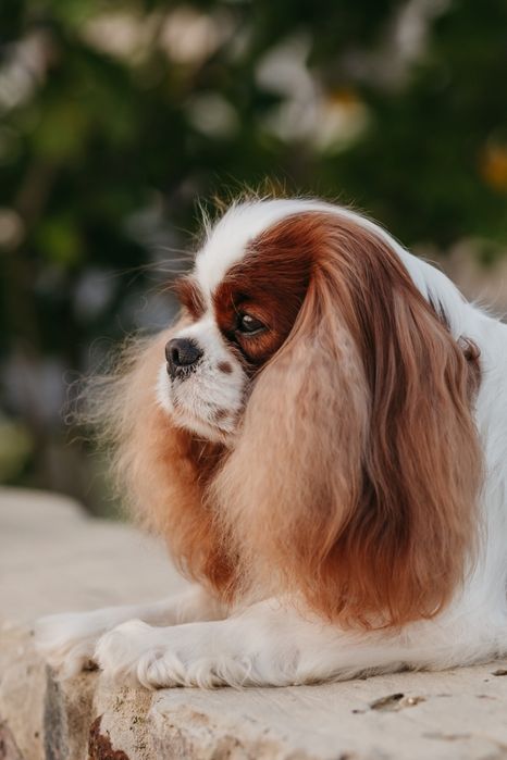 Кобель Кавалер Кінг Чарльз Спаніель для в'язки