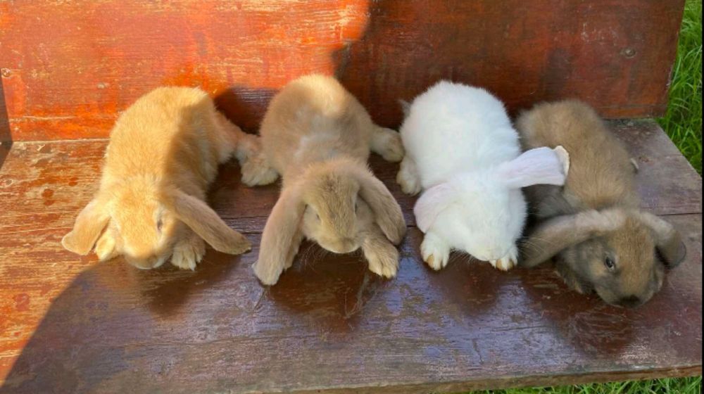 Продам молодняк Французький баран