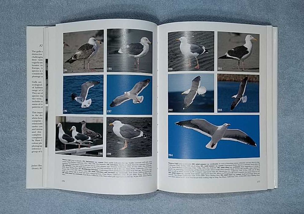 Mewy Europy, Azji i Ameryki Północnej po angielsku