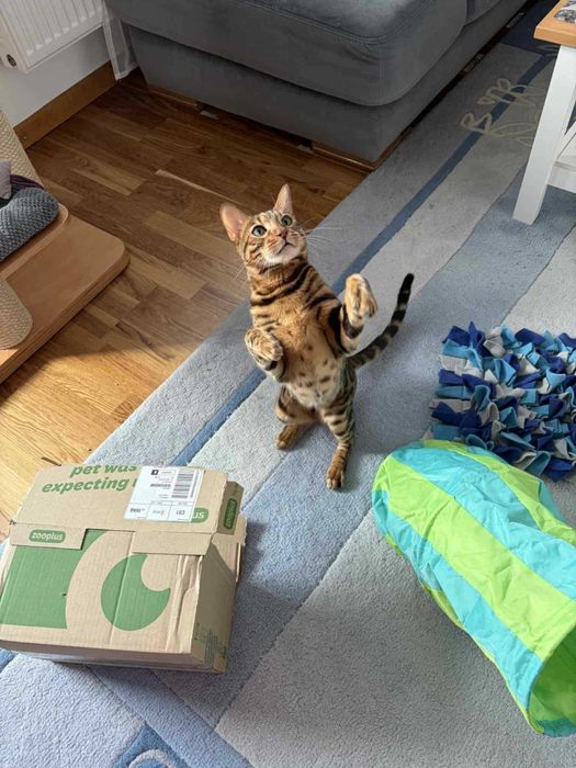 Kot bengalski z rodowodem do adopcji za darmo Warszawa i okolice