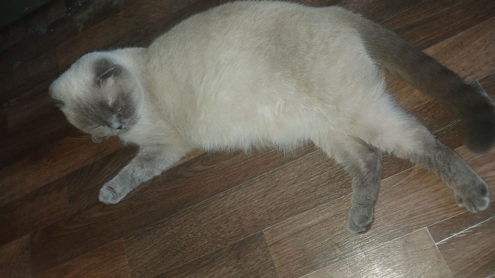 Котик  шотландський
