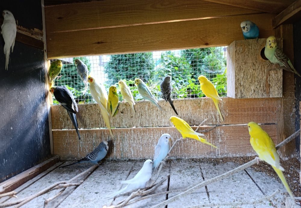 Para lęgowa papug falistych