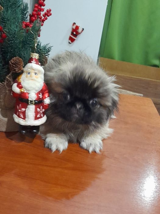 Щенята шукають господарів