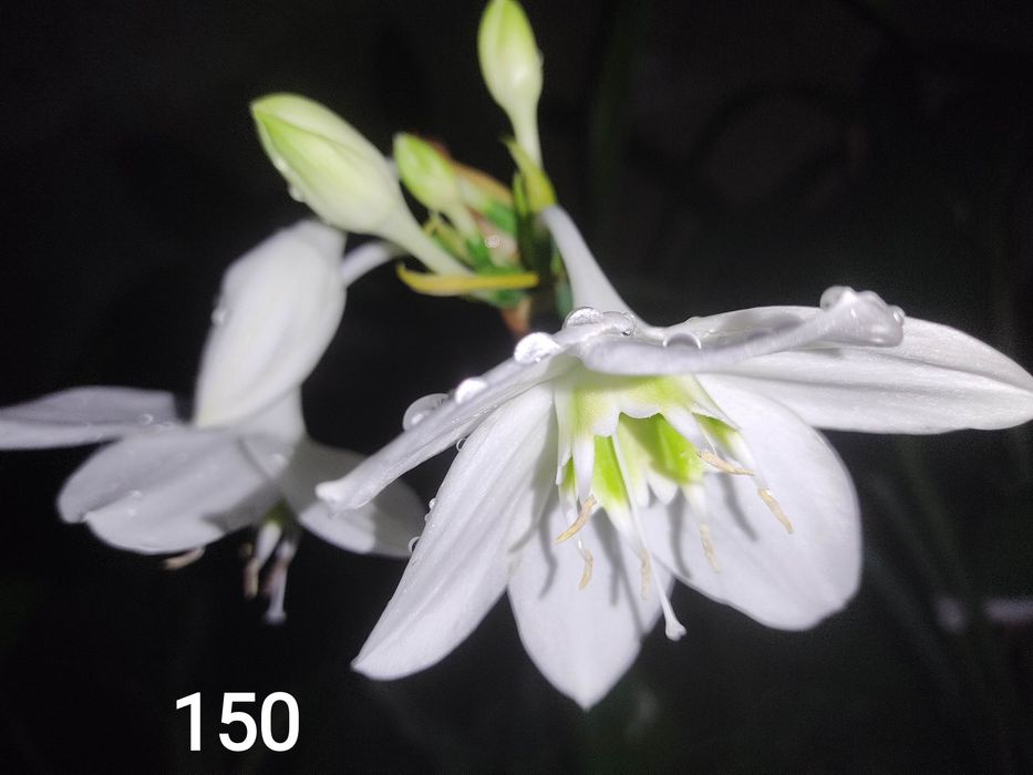 Калатея , монстера альба, строманта, аглонема