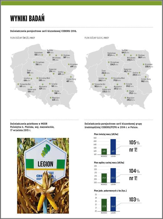 Kukurydza LEGION - Sprawdzona Wierna Odmiana Nasiona Kukurydzy Smolice