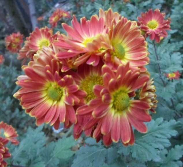 Хризантема разная. ромашка