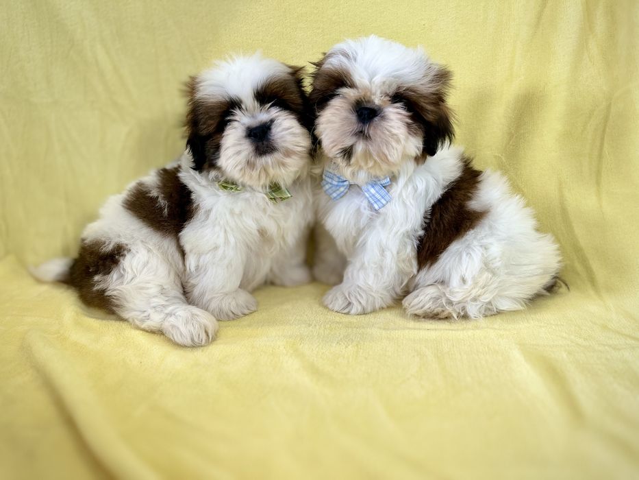 Shih tzu Samiec z Rodowodem