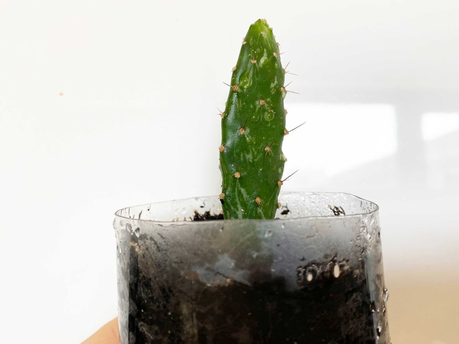 Kaktus Opuntia monacantha variegata (sukulent) - 6 cm