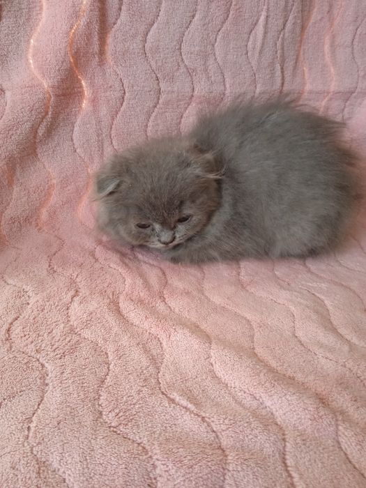 Шотландські кошенята