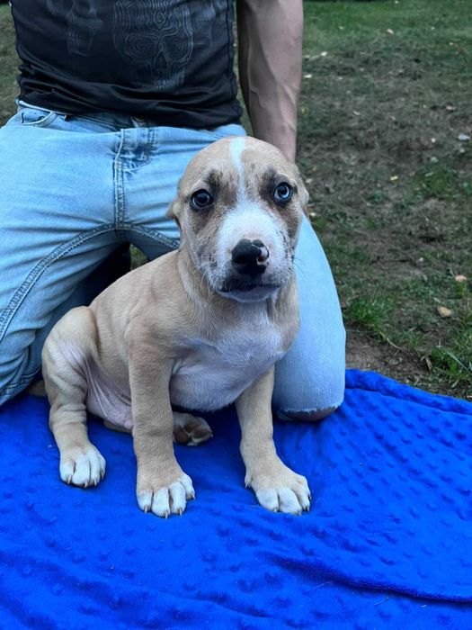 Amstaff samiec kremowy błękitne oko